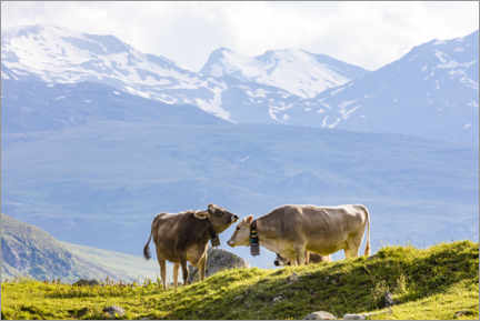 Plakat Krowy na szwajcarskich pastwiskach w Alpach