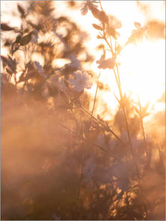 Poster Flower in the sunrise light