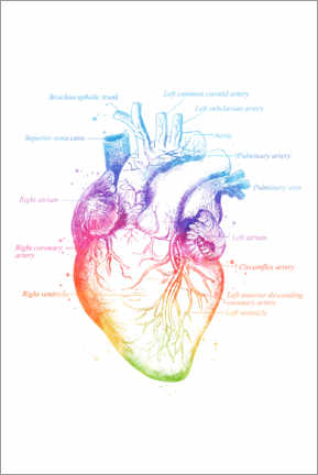 Acrylglasbild  Anatomie des Herzens, beschriftet (Englisch) - Mod Pop Deco
