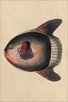 Wall print  Sunfish, Mola mola - Frederick Polydor Nodder