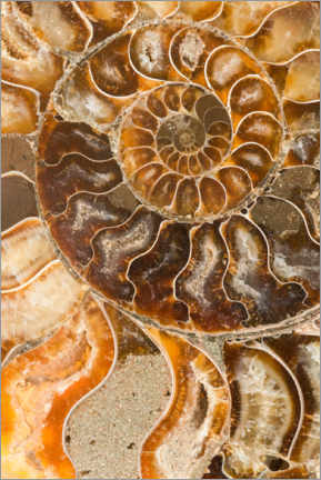 Poster Fossile di ammonite
