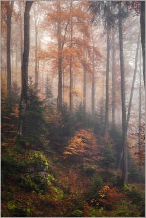 Billede  In the cloud forest - André Wandrei