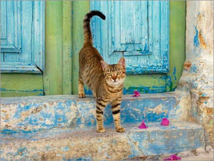 Plakat Kitten in front of a blue wooden door