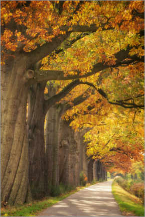 Poster Autumn colors