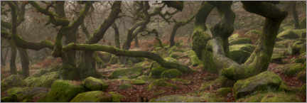 Plakat Old oak trees
