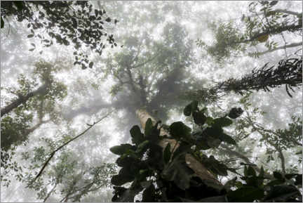 Poster Fog in the Amazon rainforest