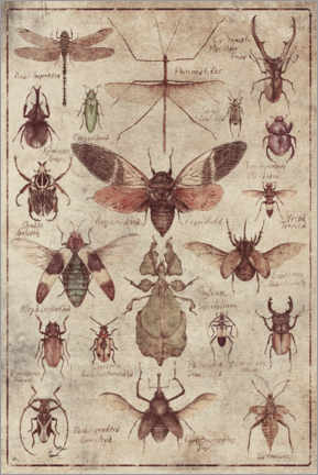 Poster  Insectes - Mike Koubou