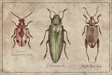 Póster Crioceris Quinquepunctata-Chrysochroa-Sagra Femorata