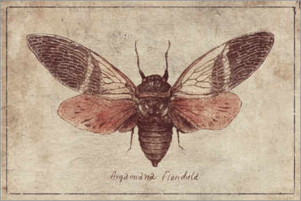 Plakat  Argamiana Floridula - Mike Koubou