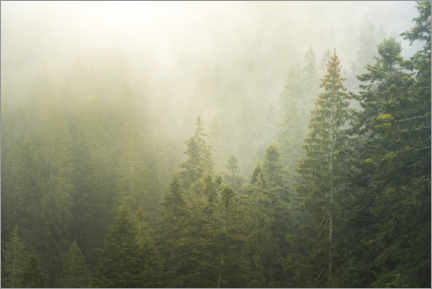 Wall print  Misty green forest - Matthew Williams-Ellis