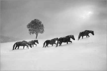 Wall print  Horses in a snow storm - Todor Tanev
