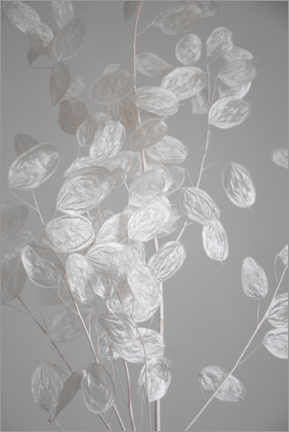 Poster Foglie d'argento - ramo di pianta secca