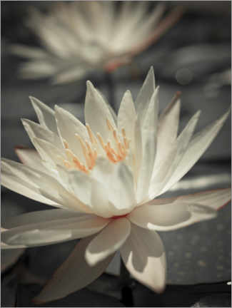 Póster Water Lilies I