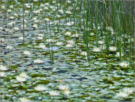 Poster Seerosen-Teich