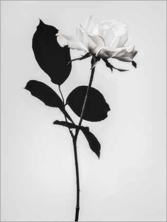 Juliste Blooming white