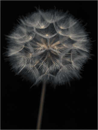 Póster Lonely dandelion