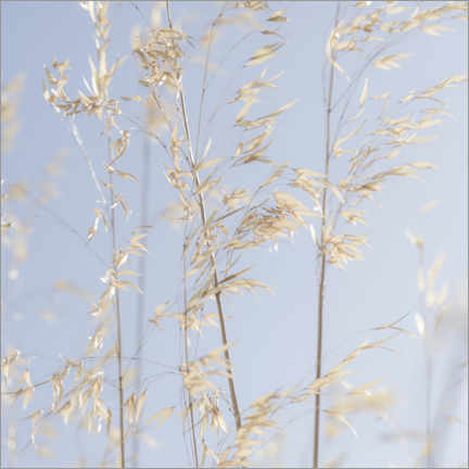 Póster Panicle oat I