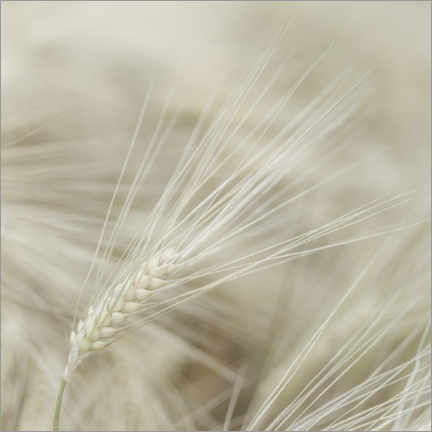 Plakat  Wheat I - Assaf Frank