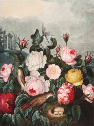 Print  Roses - Robert John Thornton