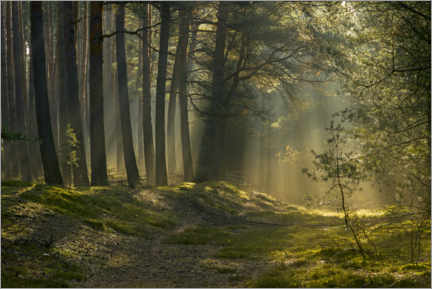 Wandbild  Morgens im Wald - WildlifePhotography