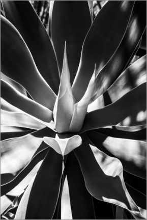 Poster Black Arizona - Aloe Vera Heart