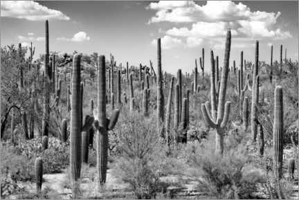 Póster Arizona negro - Bosque de cactus Saguaro