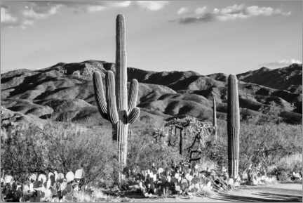 Poster  Black Arizona - Tucson Desert Cactus - Philippe HUGONNARD