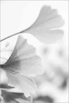 Stampa  Foglie di ginkgo - Carmen Varo