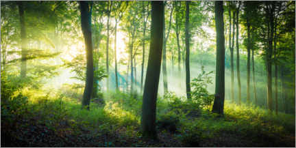 Lærredsbillede  Light in the forest - Martin Wasilewski