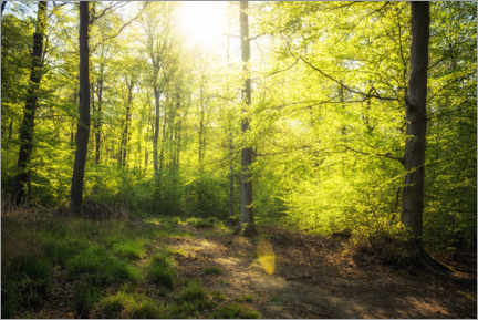 Wandbild Frühlingssonne im Wald - Oliver Henze
