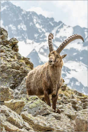 Wall print  Alpine Ibex - Olaf Protze