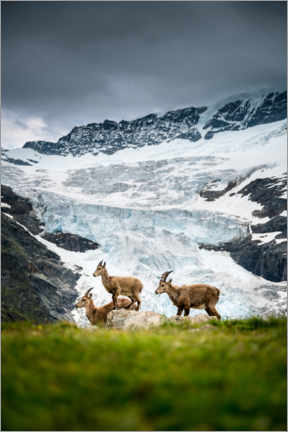 Poster Three ibex in the Bernese Alps