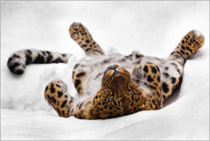 Tableau en verre acrylique  Far Eastern leopard lying in the snow - Mikhail Semenov