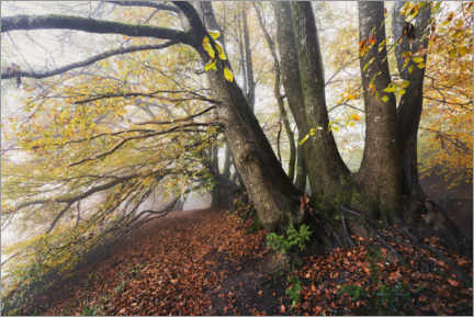 Poster Autumn colored trees in the mist in England