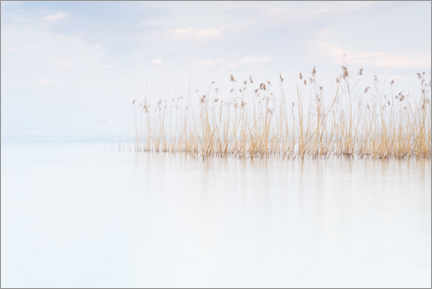 Poster Reeds on Lake Garda