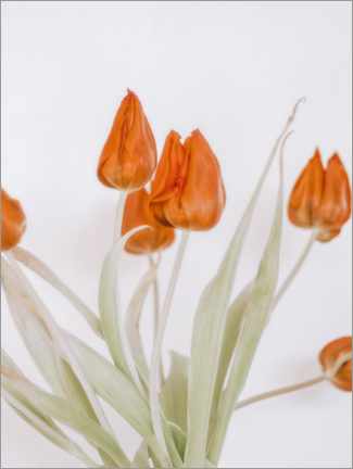 Poster Tulipano rosso