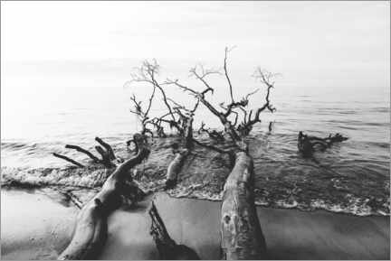 Wandbild Bäume am Meer - Sascha Kilmer