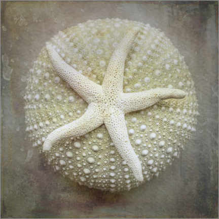 Poster Starfish on sea urchin