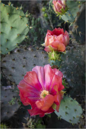 Poster Prickly pear