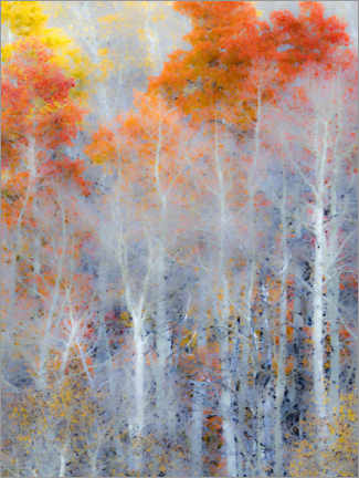 Poster Autumn colors of the forest