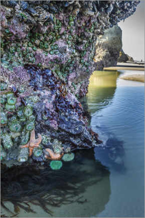 Akrylbillede Starfish and anemones on a rock - Jaynes Gallery