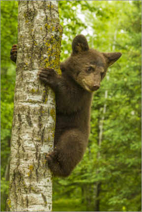Poster Cucciolo di orso nero si arrampica su un albero