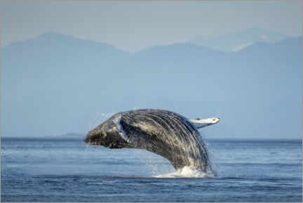 Plakat Humpback whale