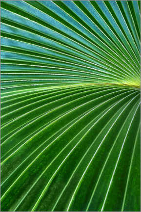 Poster Palm fronds