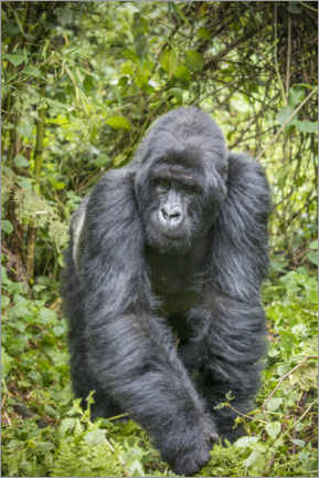 Poster  Mountain gorilla silverback - Paul Souders