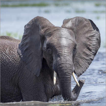 Poster Éléphant dans l'eau