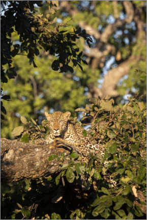 Poster Afrikanischer Leopard im Baum