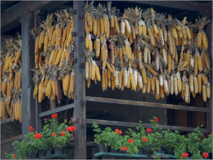 Veggbilde  Corn on the cob drying on Lake Molveno - Martin Zwick