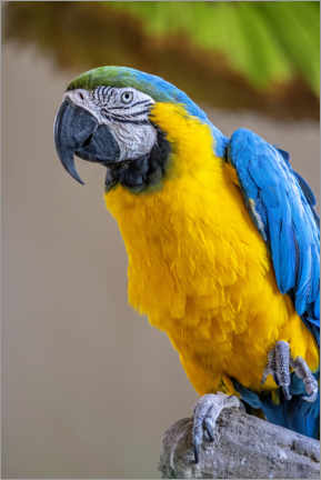 Poster Blue-and-yellow macaw