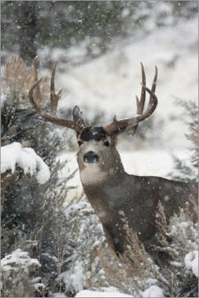 Poster Mule deer in the snow